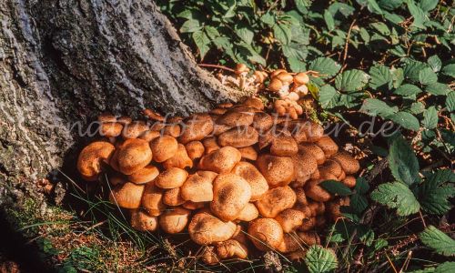 Sparriger Schüppling Pholiota squarrosa Foto W. Willner_7926