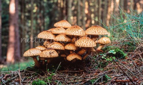 Sparriger Schüppling Pholiota squarrosa Foto W. Willner_7933