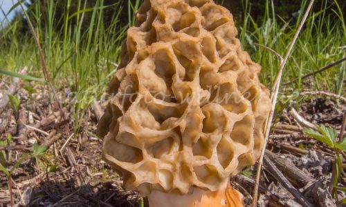 Speise- oder Rund-Morchel (Morchella esculenta) Foto W. Willner R0022175