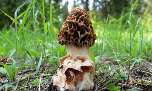 Speisemorchel Morchella esculenta Foto W. Willner 8
