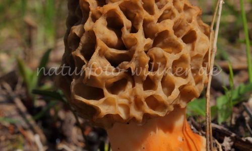 Speisemorchel Morchella esculenta Foto W. Willner_7