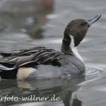 Spießente (Anas acuta)