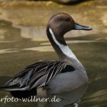 Spießente 15 Foto W. Willner