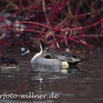 Spießente (Anas acuta) Männchen