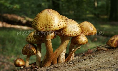 Stachelbart4_RT16 (2)