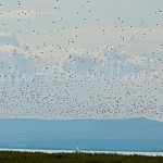 Starenschwarm Nationpark Neusiedler See Foto W. Willner-2