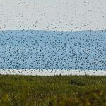 Starenschwarm Nationpark Neusiedler See Foto W. Willner-9