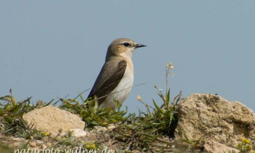 Steinschmätzer (Oenanthe oenanthe)Foto W. Willner_2017-08-17_0403_C0001_000158