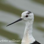 Stelzenläufer 22 Foto W. Willner