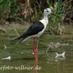 StelzenläuferCamargue Camargue Juni 2010