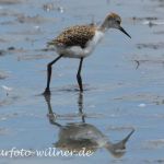Stelzenläufer Camargue Camargue Juni 2010