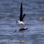 Stelzenläufer Paarung (Himantopus himantopus)