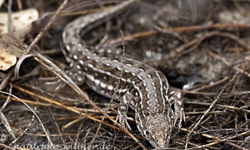 Steppenrenner (Eremias arguta) Naturfoto WillnerIMG_8960