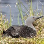 Sterntaucher brütend 1-Naturfoto Willner