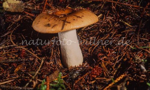 Stinktäubling Russula foetens Foto W. Willner_7911