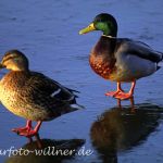 Stockente (Anas platyrhynchos)
