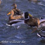 Stockente (Anas platyrhynchos)