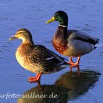 Stockente (Anas platyrhynchos)