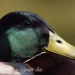 Stockente (Anas platyrhynchos)