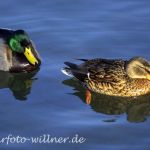 Stockente (Anas platyrhynchos)