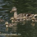 Stockente Foto W. Willner11