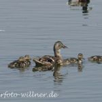 Stockente Foto W. Willner15
