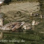 Stockente Foto W. Willner5