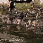 Stockente führt auch Junge von Kolbenente Naturfoto Willner