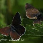 Murnauer Moos 26.6.2010