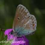 Storchschnabel-Bläuling (Polyommatus eumedon) Foto W. Willner-55