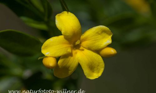 Strauch-Jasmin (Jasminum fruticans) Foto W. Willner IMG_9313