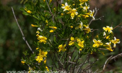 Strauch-Jasmin (Jasminum fruticans) Foto W. Willner IMG_9314
