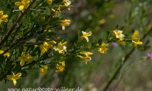 Strauch-Jasmin (Jasminum fruticans) Foto W. Willner IMG_9318