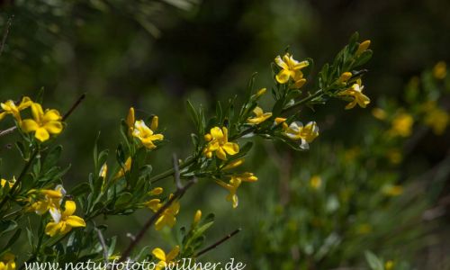 Strauch-Jasmin (Jasminum fruticans) Foto W. Willner IMG_9321