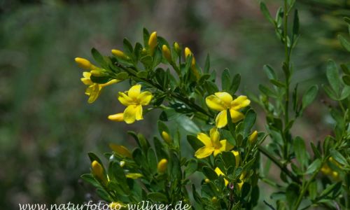 Strauch-Jasmin (Jasminum fruticans) Foto W. Willner IMG_9323