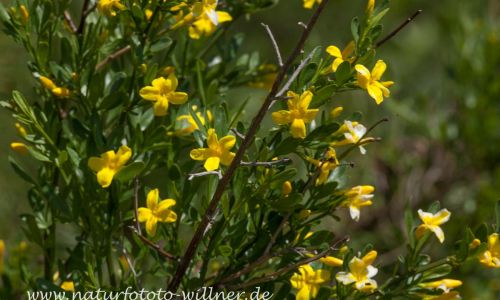 Strauch-Jasmin (Jasminum fruticans) Foto W. Willner.tif