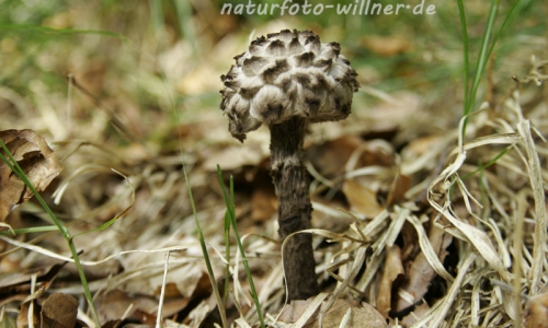 Strubbelkopf 2 Foto W. Willner.