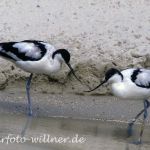 Säbelschnäbler (Recurvirostra avosetta)