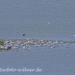 Säbelschnäbler an der Nordseeküste