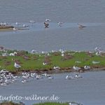 Säbelschnäbler an der Nordseeküste