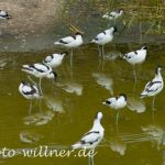 Säbelschnäbler 14 Foto W. Willner