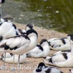 Säbelschnäbler 15 Foto W. Willner