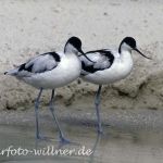 Säbelschnäbler (Recurvirostra avosetta)