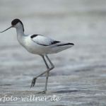 Säbelschnäbler (Recurvirostra avosetta)