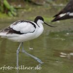 Säbelschnäbler (Recurvirostra avosetta) Foto W. Willner_0031