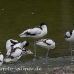Säbelschnäbler (Recurvirostra avosetta) Foto W. Willner_5633