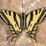 Südlicher Schwalbenschwanz (Papilio alexanor) 2 Foto W. Willner