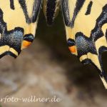 Südlicher Schwalbenschwanz (Papilio alexanor) 20 Foto W. Willner