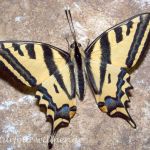 Südlicher Schwalbenschwanz (Papilio alexanor) 27 Foto W. Willner