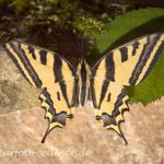 Südlicher Schwalbenschwanz (Papilio alexanor) 29 Foto W. Willner